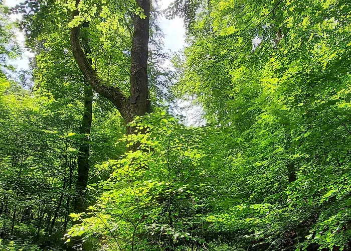 Apartment Wanderfalke By Interhome Bad Harzburg